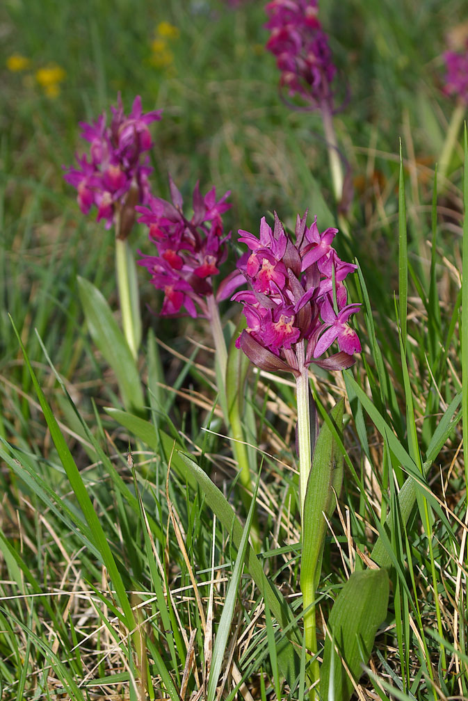 Dactylorhiza sambucina / Orchide sambucina